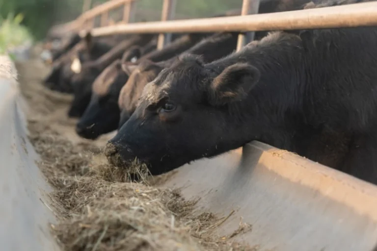 Boas práticas de alimentação na pecuária com gado se alimentando em cocho