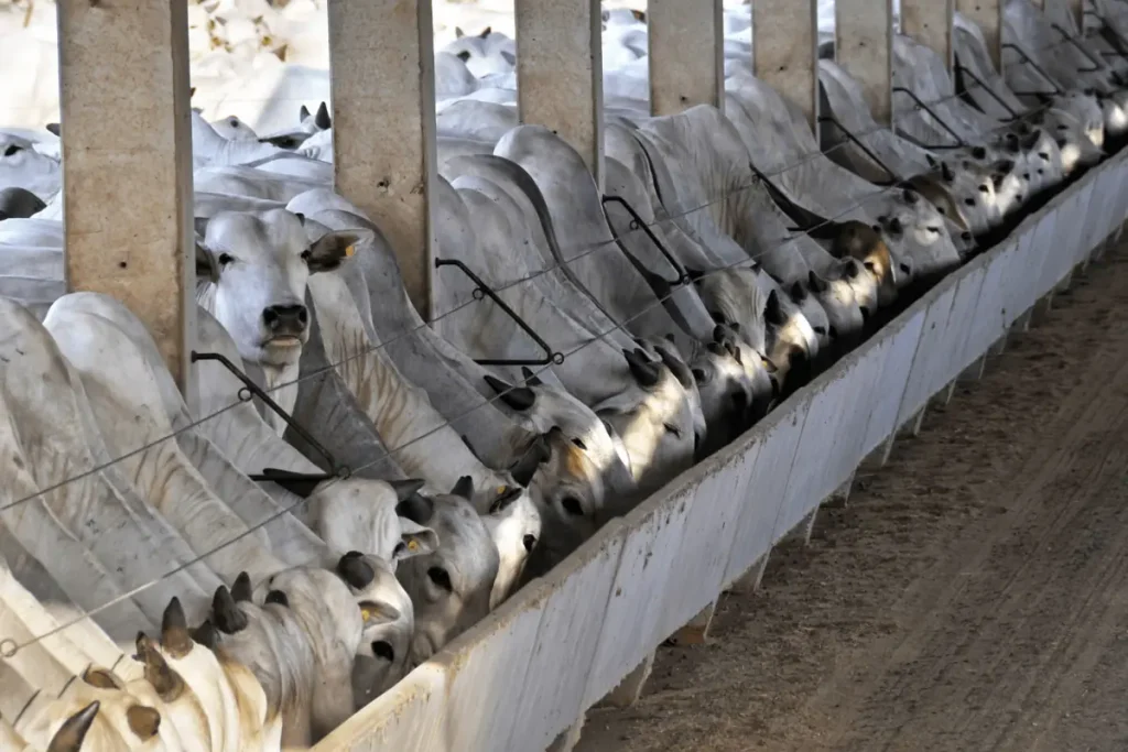 Comparação dos tipos de cocho para gado em um curral de confinamento