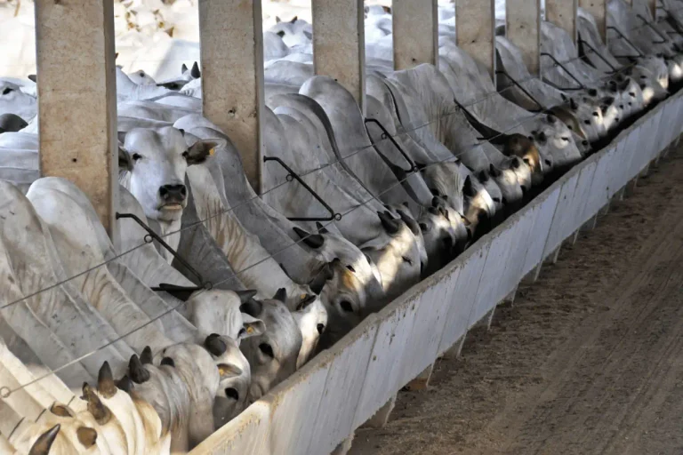 Comparação dos tipos de cocho para gado em um curral de confinamento