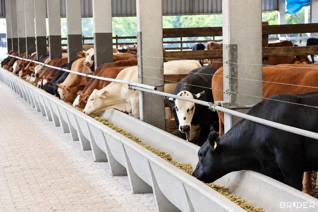Bovinos se alimentando em linha de cocho de concreto