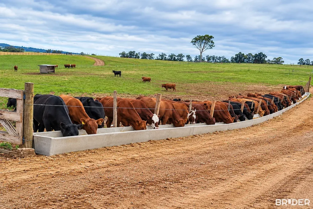 Gado se alimentando em uma linha de cochos de concreto no campo